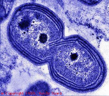 Lamelle U bakterii z rodzaju Nitrobacter, Nitrosomonas i Nitrosococcus występują pakiety lamelli,