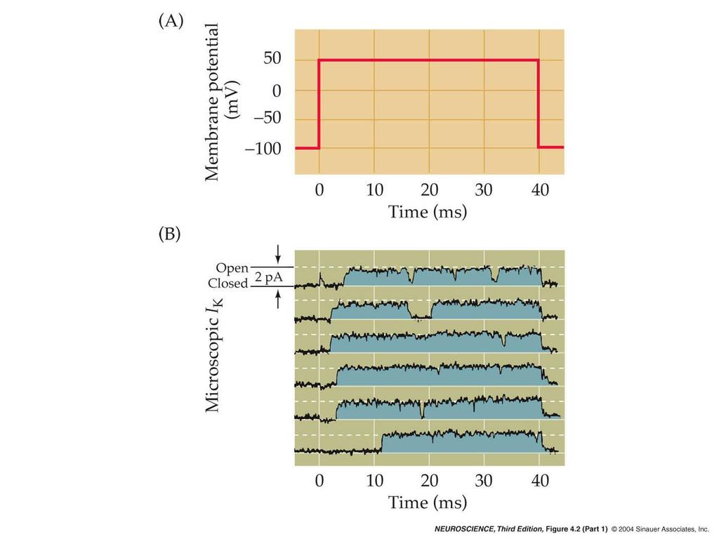 4.2 Measurements of ionic currents flowing through single K +