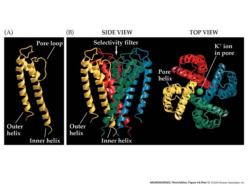 4.8 Structure of a simple bacterial K + channel determined by