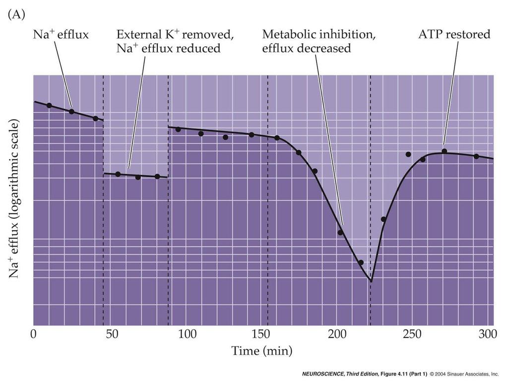 4.11 Ionic movements due to the Na + /K + pump. (Part 1) Np.