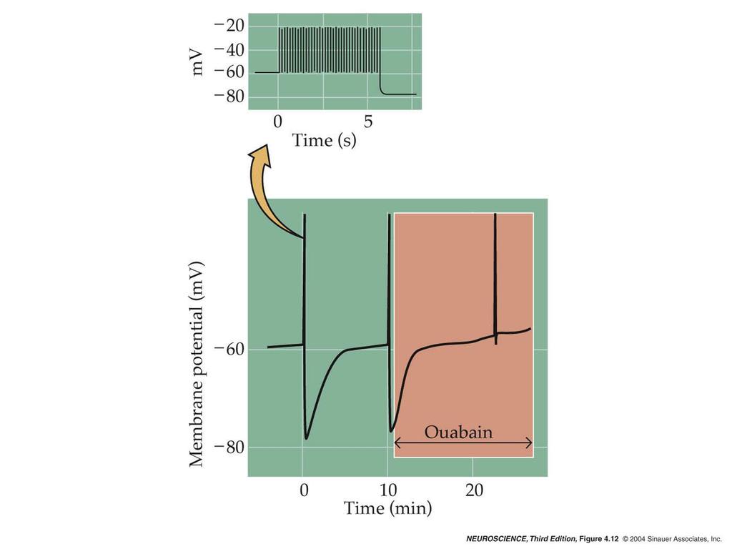 4.12 Electrogenic transport of ions by the Na + /K + pump can influence membrane potential.