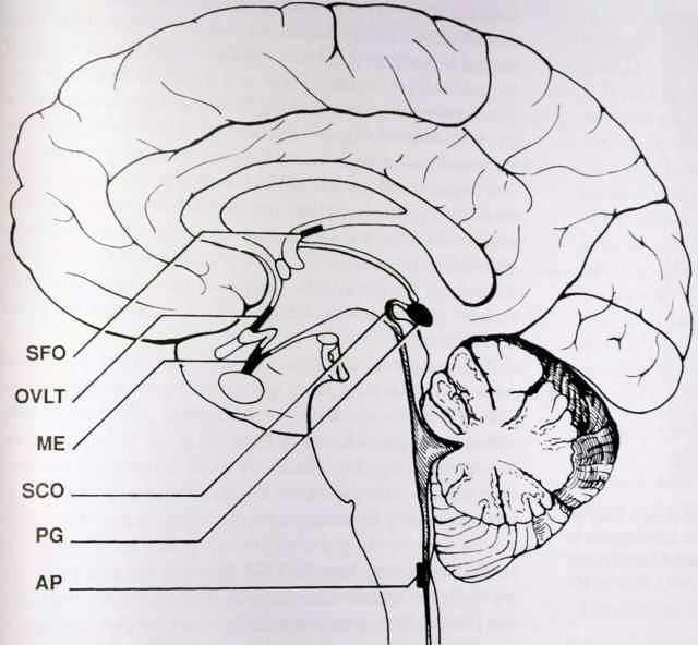 CIRCUMVENTRICULAR ORGANS (częściowo) bez bariery K-M Szyszynka wydziela melatoninę i peptydy neuroaktywne. Rola w cyklu dobowym Tylna część przysadki.