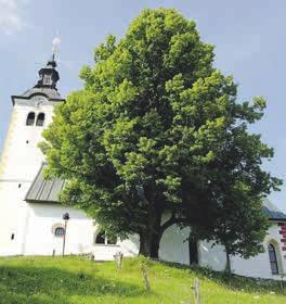 Še tega nisem vedela, kako si bom zapomnila, kje imamo matematiko in kje slovenščino. Pa je tisti teden hitro minil in začela se je šola. Bil je prvi šolski dan.