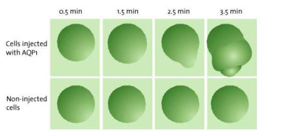 Xenopus oocytes microinjected with AQP1 mrna swell rapidly when placed in a hypo-osmotic medium, in contrast to noninjected oocytes.