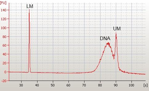 Electrophoregrams of DNA sam ple with the low est CV% value; LM lower marker, UM up per marker. d b Fig. 2d. Reproducibility of elec tro pho retic anal y sis.