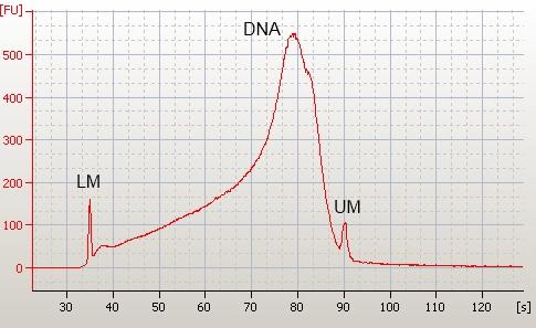Evaluation of the Agilent 2100 Bioanalyzer as a tool for DNA... 97 Fig. 4. Ab er ra tions in elec tro pho re sis due to high con cen tra - tion of DNA (c > 2000 ng/µl, mea sured with the Quantifiler).