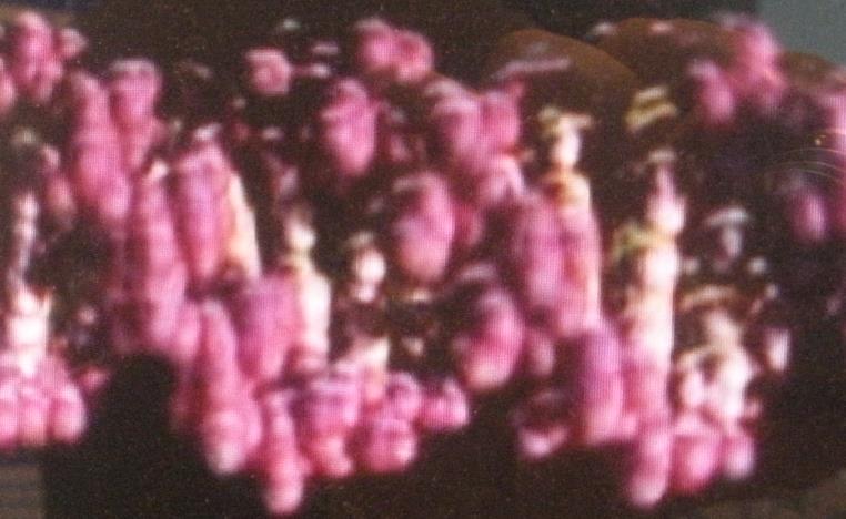 Synteza białek Duplikacja DNA transkrypcja RNA translacja białko Budowa kwasu nukleinowego Grupa fosforanowa Zasada cukier Długość DNA dla E.