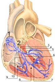 Heartbeat abnormalities - arrhythmias Abnormalities in heartbeat are called arrhytmias.