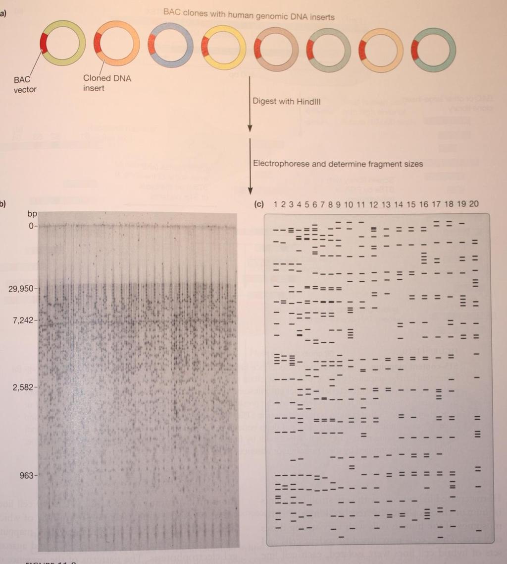 Metoda odcisku palca enzymów restrykcyjnych (restriction enzymes fingerprinting) Nakładające się klony identyfikuje