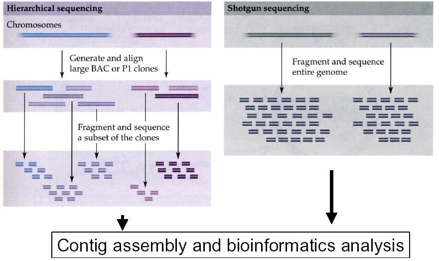 Strategie tworzenia map fizycznych o wysokiej rozdzielczości strategie sekwencjonowania genomów 1. Strategia hierarchiczna 2. Strategia przypadkowej fragmentacji genomu tzw.