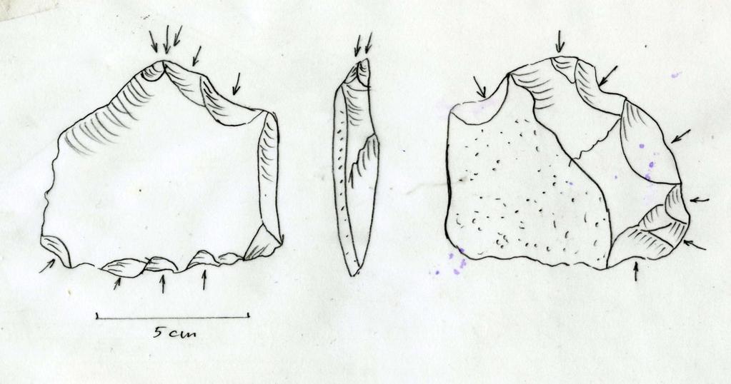 został wykorzystany do wykonania narzędzia, które można okresioić jako zgrzebło służące do wyporawiania skór (Fig.1).