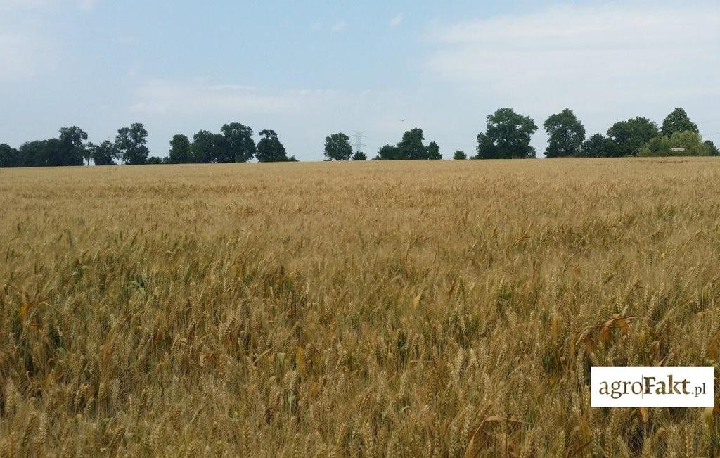.pl Pszenica ozima Ostroga. W przedsiębiorstwie Rolkar na 35 ha testowana jest również odmiana pszenicy Tulecka, wyhodowana przez Poznańską Hodowlę Roślin w Tulcach.