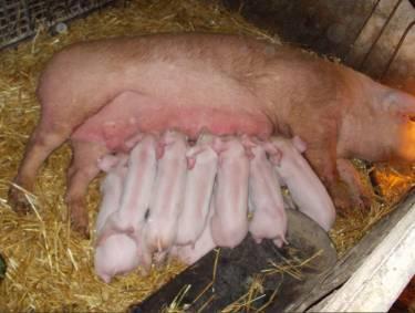 Niektóre z pozostałych przy życiu zarodków mogą mieć zmniejszoną liczbę włókien mięśniowych w ciele wskutek zaburzenia biogenezy.