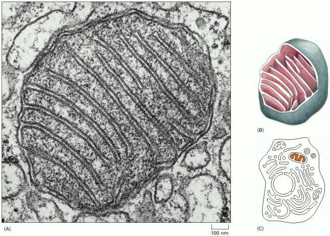 Po co nam mitochondria Systemy wytwarzające energię znajdują się na powierzchni błony Przy zwiększaniu rozmiarów powierzchnia wzrasta wolniej niż objętość