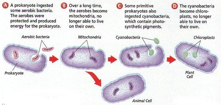 Endosymbioza Mitochondria i chloroplasty mają