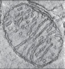 Archezoa Wszystkie współczesne Eukaryota,