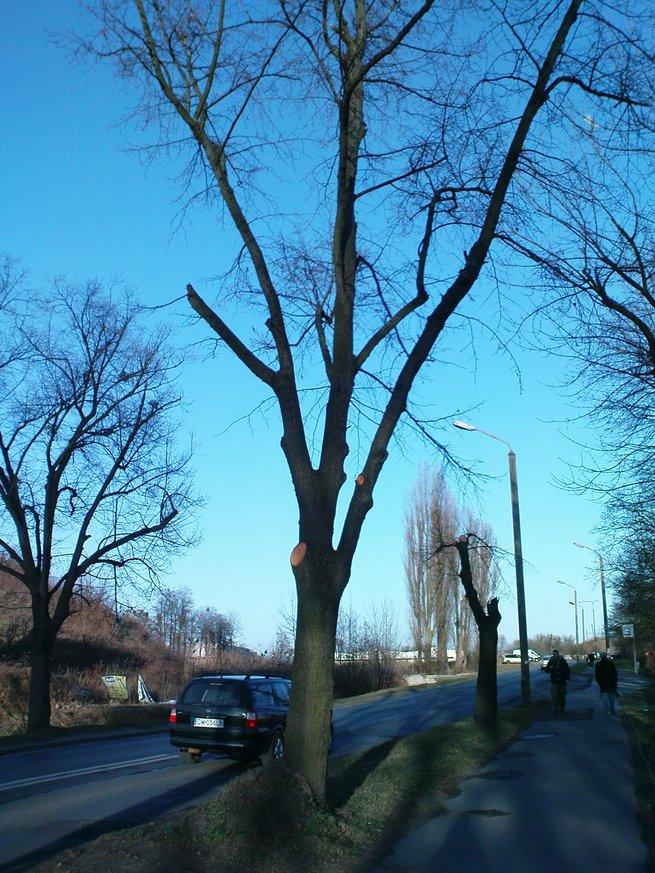 uwagi na skrajnię, być
