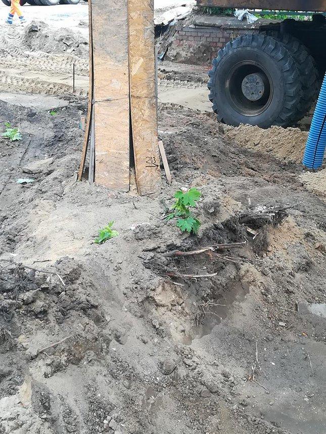 Nieprawidłowe prowadzenie prac przy drzewach Fot.