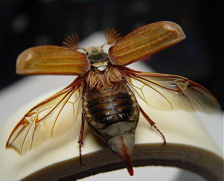 Chemipan 2010 Chemia przyjazna środowisku i człowiekowi zielona chemia Tetropium gabrieli Phloesinus aubei Phyllophertha horticola Pandemis heparana Cydia