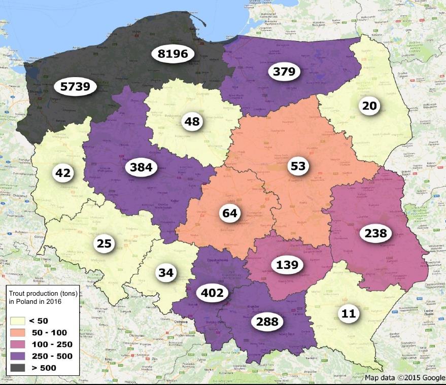 4.2 Polski rynek świeżego pstrąga Jak pokazano w poprzednim rozdziale polski rynek krajowy pstrąga świeżego wzrósł w ciągu ostatnich pięciu lat.