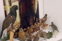 Ekspozycje Liptowskiego Muzeum Ružomberok Infolinka: +421 444322468, liptmuzeum@mail.t -com.sk www.liptovskemuzeum.