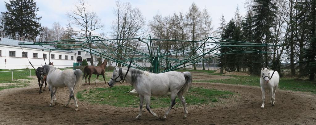 Polskie konie znane są na całym świecie ze względu na wieloletnie tradycje, jakie posiadamy w ich hodowli.