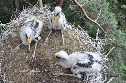Zieliński) Photo 3. Canvas cloth used to cover Black stork nestlings during ringing Fot. 4.