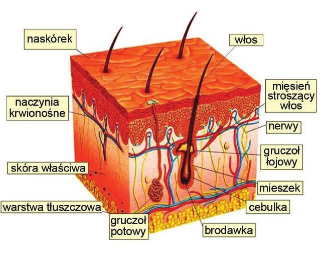 Fitoterapia chorób dermatologicznych biologicznych (bakterii, grzybów, wirusów i in.), chemicznych (toksycznych substancji), fizycznych (promienie UV), a także zapobiega nadmiernej utracie wody (28).