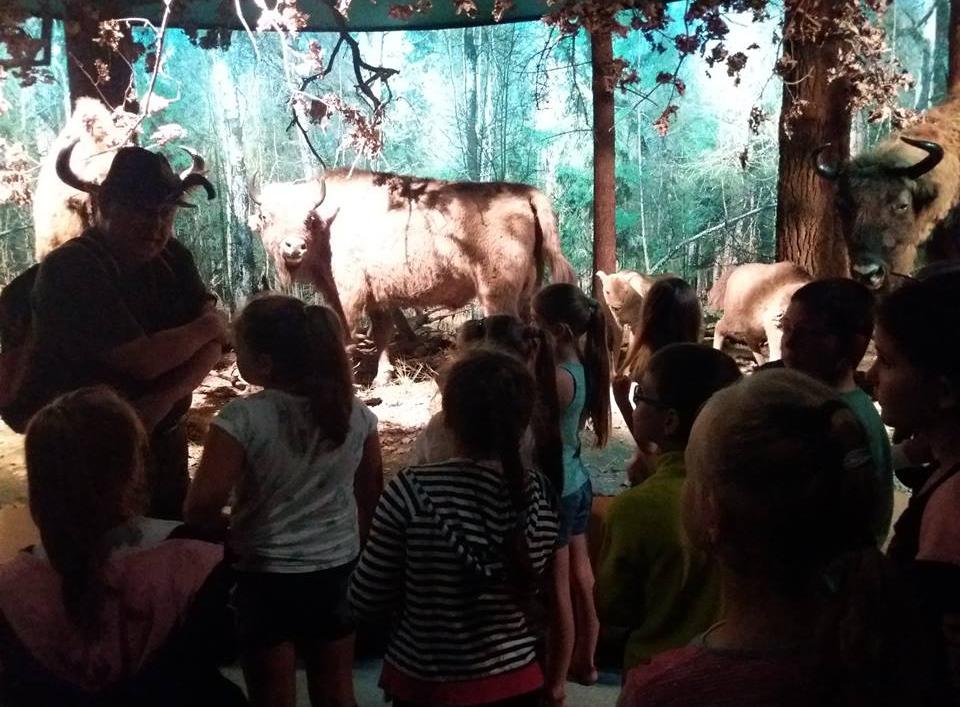 zbiory przyrodnicze z dziedziny zoologii, botaniki, historycznego użytkowania puszczy Szczególnie silnie akcentowane są procesy ekologiczne charakterystyczne dla Białowieskiego Parku
