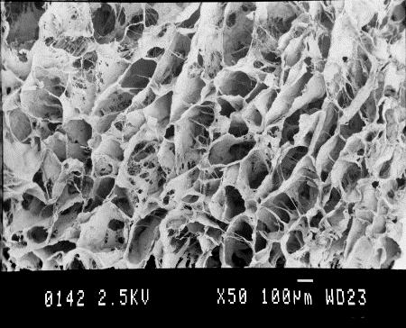 Biopsy Human Cell Suspension Scaffold electrical stimuli Bioreactor system
