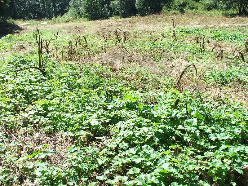 Prowadzono tam od razu wielkopowierzchniowe obsiewy lub wyznaczono poletka eksperymentalne o niedużej powierzchni (0,5-1 ha), na których prowadzono doświadczalną uprawę tych roślin.