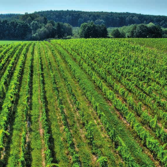 Grape Spa w Pałacu Mierzęcin powstało, by dzielić się pasją do wina i wyjątkowym miejscem wypoczynku.