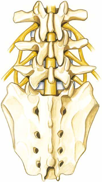 Anatomia kręgosłupa 1 Rdzeń kręgowy złożony z tkanki nerwowej ma wydłużony, walcowaty kształt.