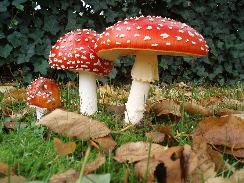 Halucynogenne grzyby Muchomor czerwony (Ammanita muscaria) Zawiera substancje o działaniu halucynogennym: - kwas ibotenowy -