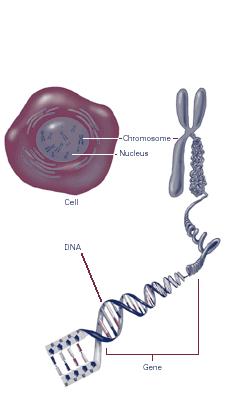 Chromosomy w jądrze zbudowane są z chromatyny a ta składa się ze struktur zwanych