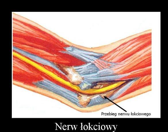 Nerw łokciowy: w łokciu jest wyczuwalny w bruździe łokciowej.