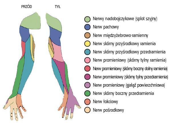 łokciowy łokciowy http://anestezjologiaregionalna.