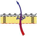Eliminacja szkód budowlanych Przekrój dachu ocieplonego wełną mieneralną Ciepłe i wilgotne powietrze wydostające się przez nieszczelności w paroizolacji lub tynku, przenika przez kolejne, coraz