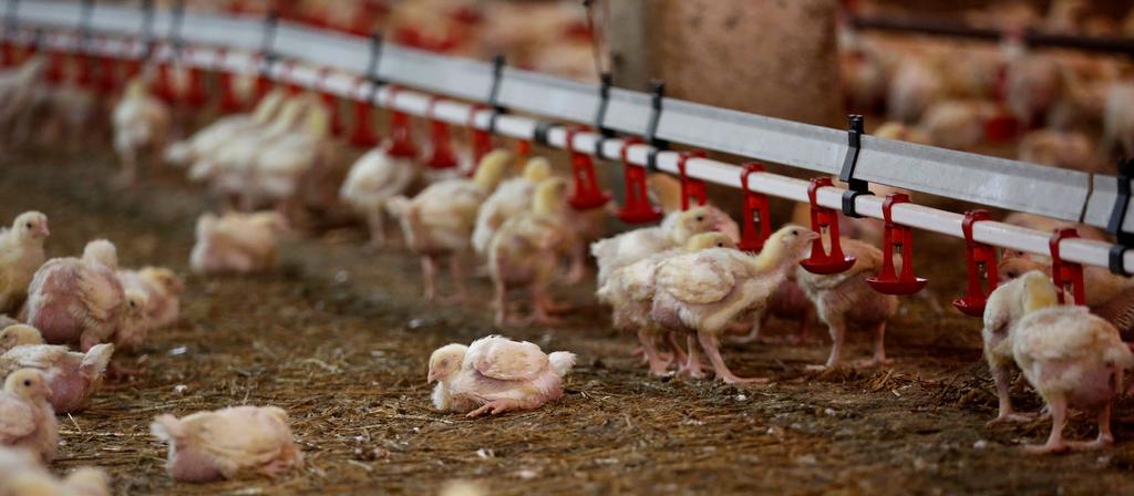 PROBLEMY DOBROSTANOWE W raporcie The Welfare of Chickens Kept for Meat Production (Broilers) z 2000 r.