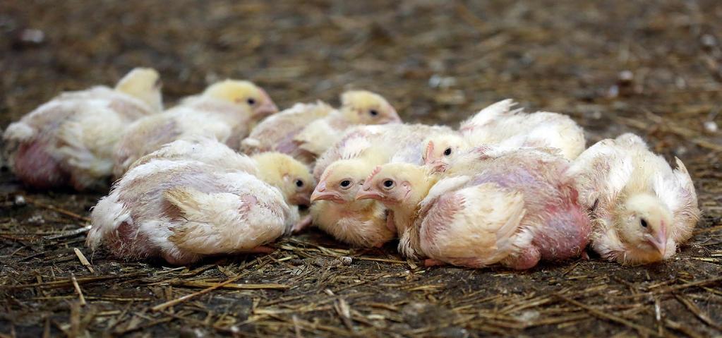 SAMOPOCZUCIE STŁOCZONYCH KURCZĄT BROJLERÓW Pomieszczenia dla kurcząt nie mają okien. Powietrze, którym oddychają, jest wtłaczane przez wentylatory do pomieszczenia, a światło jest sztuczne.