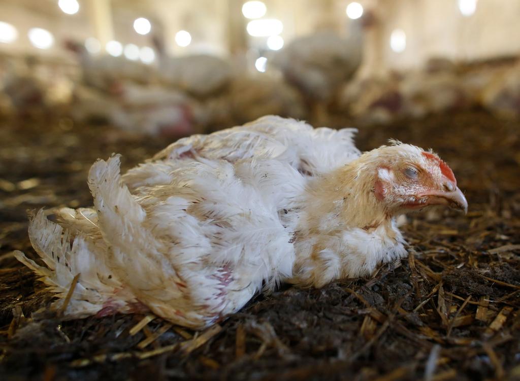 skóry, zranienia uległy nasileniu, ptaki nie mogły spokojnie odpoczywać, zmniejszyła się ich naturalna ekspresja zachowań. Przyczyną śmierci był zespół nagłej śmierci.