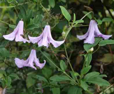 Weigela Nana Junglekey Fr Image
