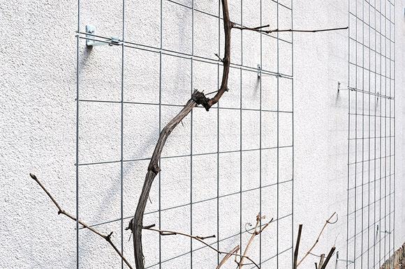 SZCZEGÓŁOWA SPECYFIKACJA TECHNICZNA WYKONANIA I ODBIORU ROBÓT BUDOWLANYCH na korzeniach szkieletowych powinny występować liczne korzenie drobne, u roślin sadzonych z bryłą korzeniową, np.