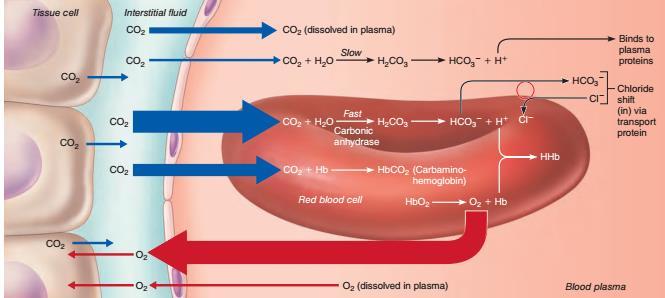 Transport CO 2 (tkanki) komórki płyn tkankowy (rozpuszczony w osoczu) łączy się z białkami osocza