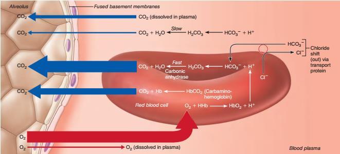 Transport CO 2 (płuca) pęcherzyk (rozpuszczony w osoczu) ANHYDRAZA WĘGLANOWA