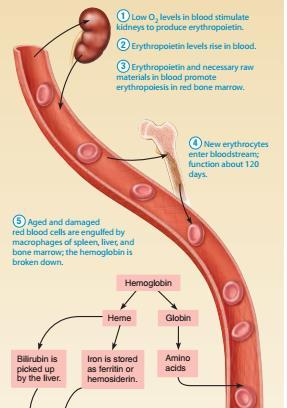 1) Niski poziom O 2 stymuluje nerki do wydzielenia erytropoetyny 2) Erytropoetyna i substraty we krwi stymulują erytropoezę w szpiku kostnym 120 dni erytrocytu Fe wiąże się z
