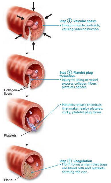 Funkcja ochronna 1) skurcz naczyń krwionośnych Krzepnięcie krwi to proces kilku etapowy, w którym udział biorą płytki krwi, 13 białek osocza (czynników krzepnięcia) a końcowym efektem jest powstanie