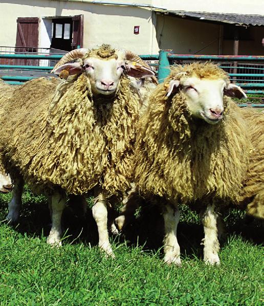 B. Borys i J. Knapik go. Zlokalizowane jest na terenie Podhala, a gospodarz prowadzi hodowlę owiec w tradycyjny sposób, charakterystyczny dla tego regionu.