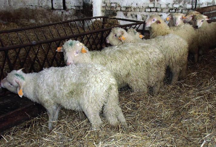 Są to wyłącznie trwałe użytki zielone użytkowane jako pastwiska dla owiec i do produkcji siana na okres żywienia zimowego dla posiadanego stada.