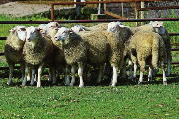 Systemy chowu owiec i efekty odcowu jagniąt ras rodzimych Owce pomorskie Pomeranian sheep Owce rasy czarnogłówka Blackheaded sheep 6.